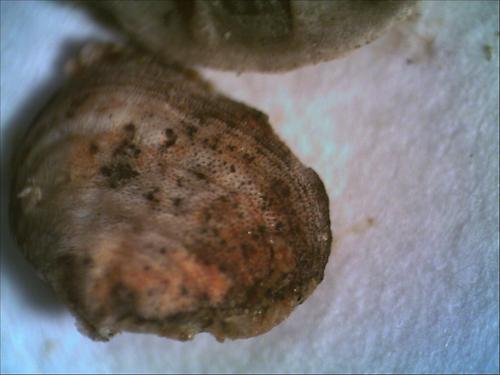 Megathiris Fossilien Natur im AustriaForum